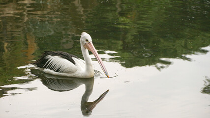 White Pelican (Pelecanus onocrotalus) Close-up view of a pelican walk by the pond
