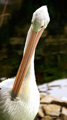White Pelican (Pelecanus onocrotalus) Close-up view of a pelican walk by the pond