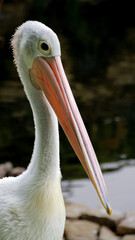 White Pelican (Pelecanus onocrotalus) Close-up view of a pelican walk by the pond