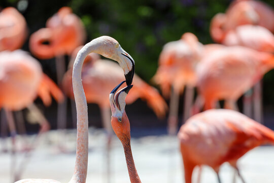 A flamingo feeding a young flamingo crop milk.