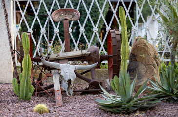 Skull of cattle or bison with rusted farming equipment in a desert environment. 