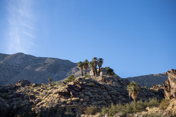 Historic Native American stone house ruins in the desert surrounded by palm trees