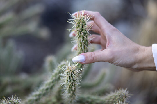 Do not touch! Hand trying to grip around a spiky cactus plant.  