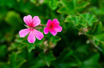 pink flower in the garden