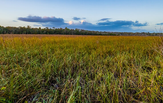Florida sawgrass prairie