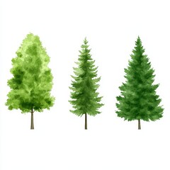 Fototapeta premium Three Watercolor Trees, Deciduous, Coniferous, and Fir