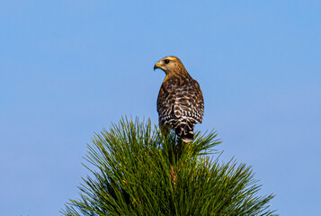 bird of prey