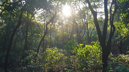 Obraz premium Sunlit Forest Canopy Lush Green Undergrowth