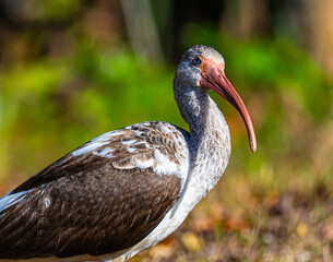 Juvenile White Ibis