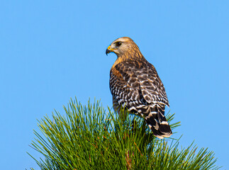 Red shouldered hawk