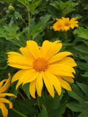 Mexican Sunflower orTitonia flower or Tithonia diversifolia blooming on green leaves background