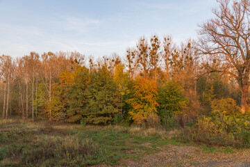 Fototapeta premium Poland in autumn, a vibrant forest with colorful foliage and tall bare trees bathed in golden sunlight. A peaceful landscape showcasing shades of orange, yellow, and green under a clear sky.