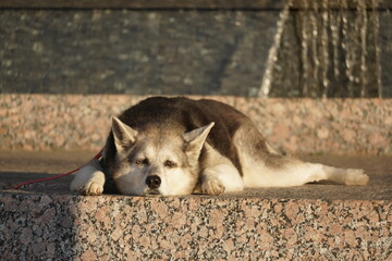 dog on bench