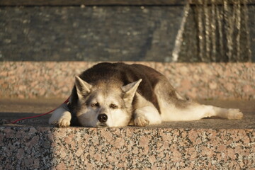 portrait of a dog