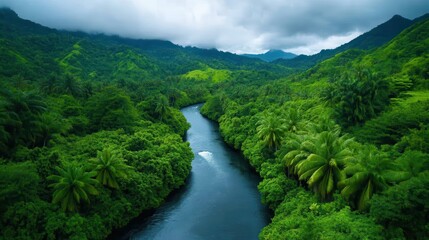 Fototapeta premium Abundance in the forest rainforest river journey nature aerial view