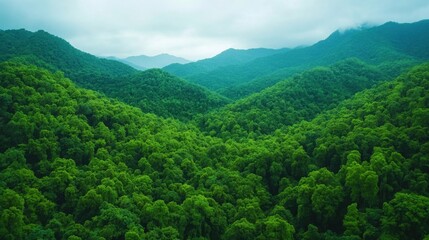 Obraz premium Diverse tree heights in abundant forest aerial view nature's beauty