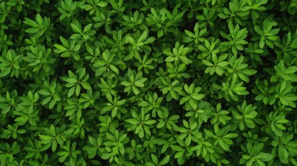 Abundant greenery in forest overhead view nature photography