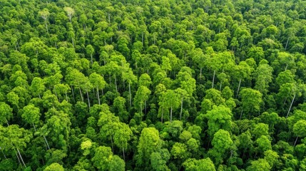 Abundant forest diversity aerial view lush green environment