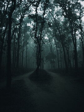 The Forked Path in the Foggy Forest