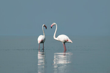 African wild birds. Two great flamingos on the blue lagoon in the morning