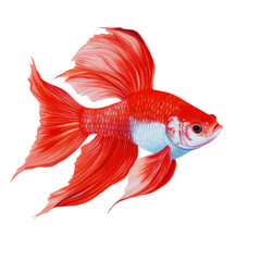 Colorful goldfish swimming gracefully in water.. transparent background