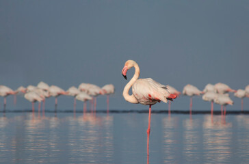 African wild birds. A flock of great flamingos on the blue lagoon against the bright sky