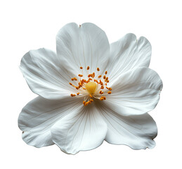 Delicate white flower with intricate details isolated on transparent background.