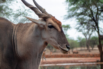 Wildlife animals. Common eland or Eland antelope in the national  park, Namibia