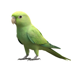 Parakeet with a playful tilt of its head. Isolated on transparent background cutout