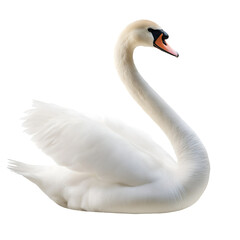 Fototapeta premium Swan with gracefully arched neck. Isolated on transparent background cutout