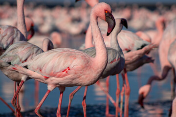 African wild birds. A flock of great flamingos on the blue lagoon against the bright sky