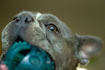 closeup of dog and ball