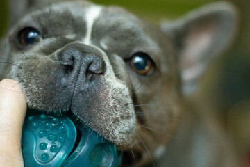closeup of dog and ball