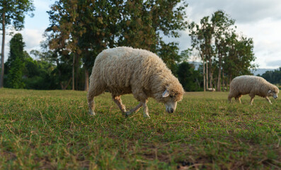 sheep walking in grass field.