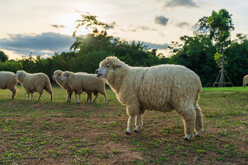 sheep resting in grass field