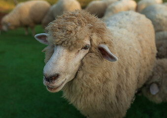 close up sheep resting in grass field