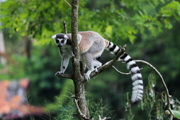 Fototapeta premium Lemur climbing a tree in a zoo