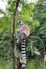 Lemur climbing a tree in a zoo