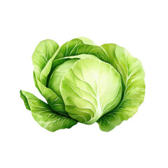 Obraz premium Simple watercolor cabbage, isolated on a white background. png