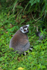 Lemur climbs green lawn in zoo