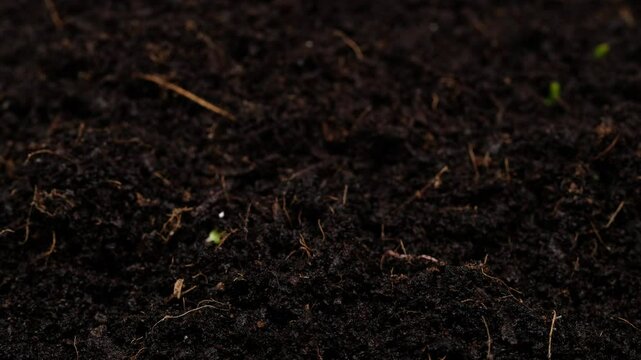 Life unfolding, time lapse of plants sprouting and growing.