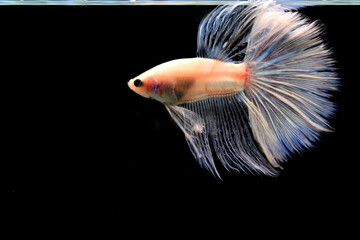 Betta fish Fancy White Platinum Halfmoon long tail from Thailand, Siamese fighting fish on isolated black background.