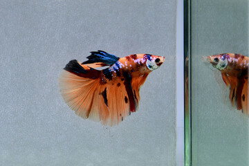 Betta fish Fancy Nemo Galaxy Halfmoon long tail from Thailand, Siamese fighting fish on isolated...