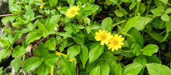 yellow flowers in the garden