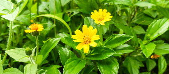 yellow flowers in the garden