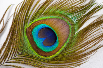 Peacock feather close-up on white background. Beautiful decorative iridescent background close up photo. macro peacock feathers,Background with peacock feather macro texture.