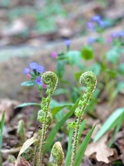 Focused view of spring ferns unfurling amidst a natural forest environment, accented with small, vibrant purple and pink flowers. © Megan