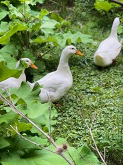 Three white ducks roam among green lush vegetation in an outdoor green pasture. Happily free ranging in a backyard farm.
