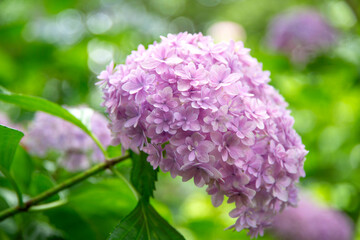 てまりてまり_アジサイ