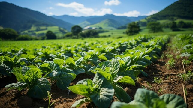 A field of green plants with a mountain in the background